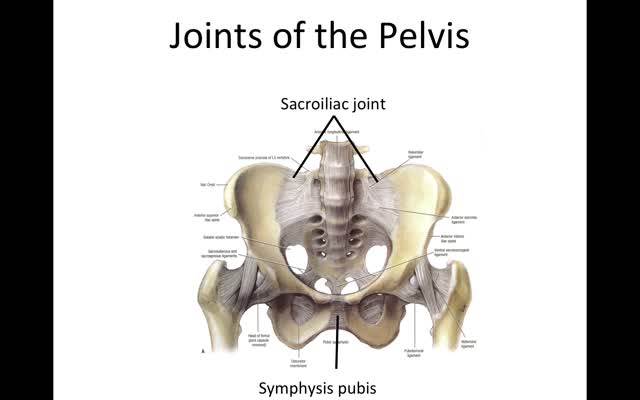 Dr. Gary M. Mawe, PhD - JOINTS