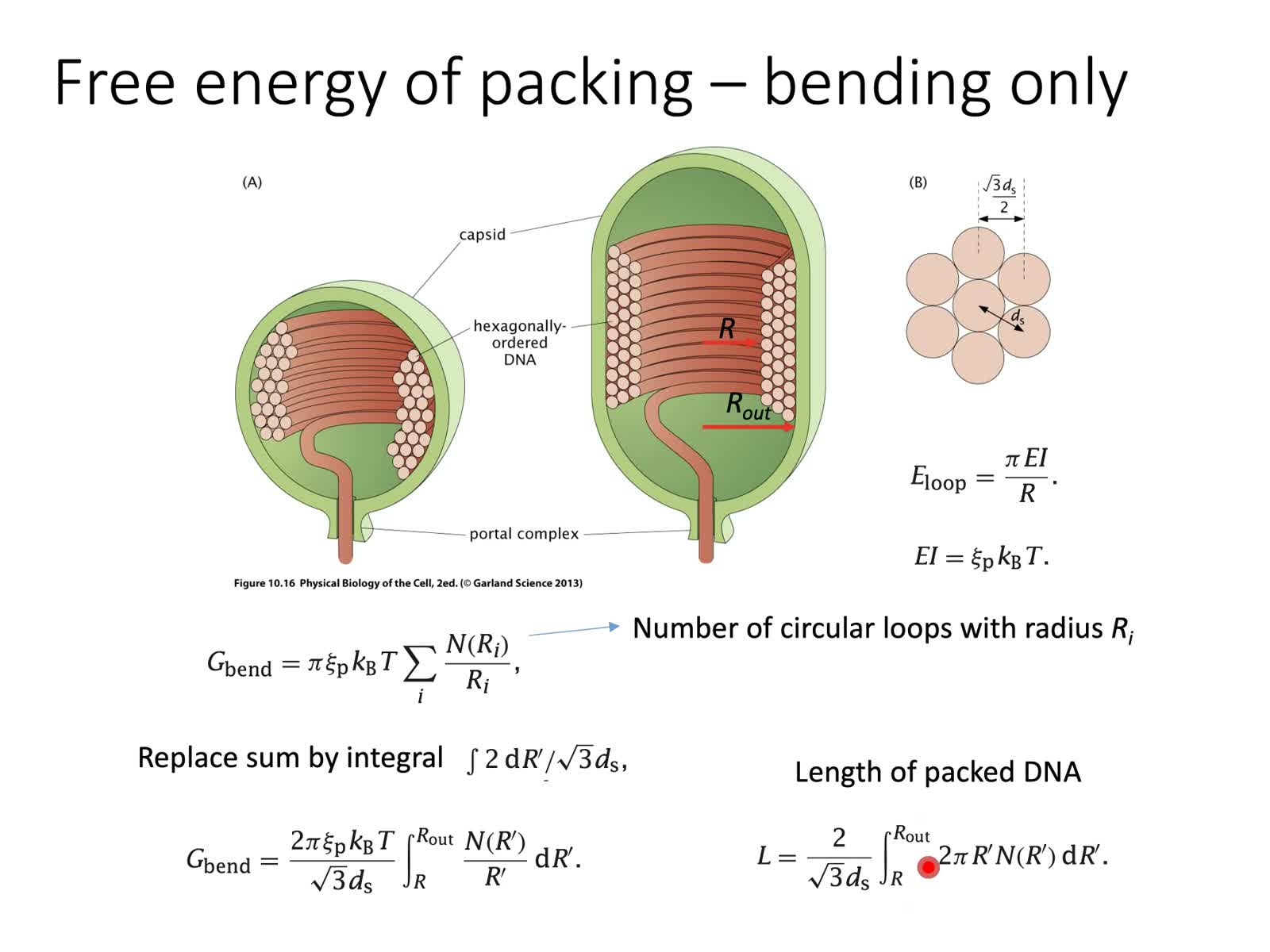 20 - Energetics of DNA Packing