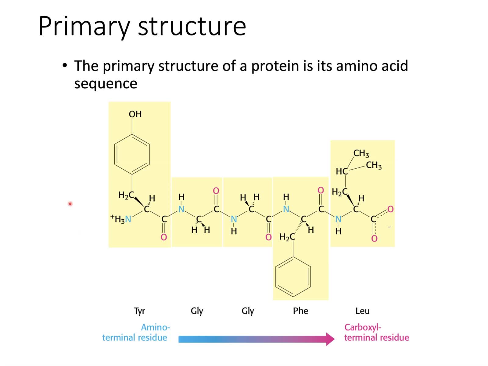 02 - Protein Structure