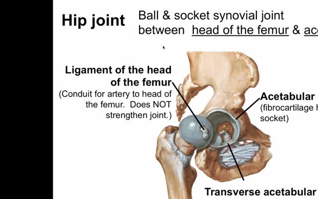 lower extremity joints