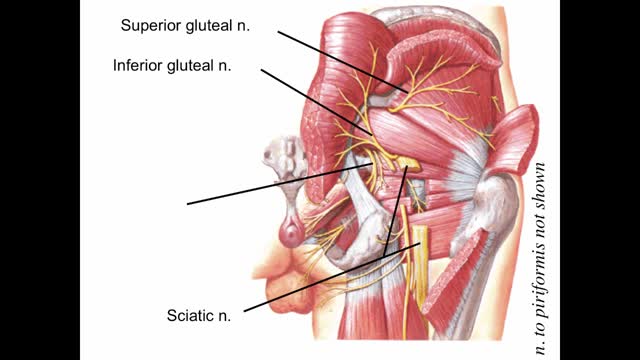 gluteal and posterior thigh region