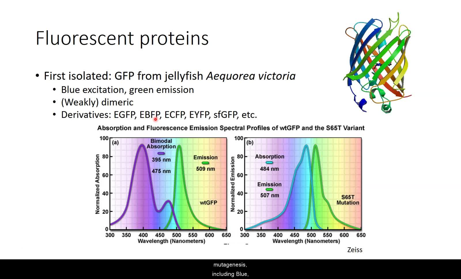 MMG195A Lecture 18 - Dyes, Stains, Antibodies, Fluorescent Proteins